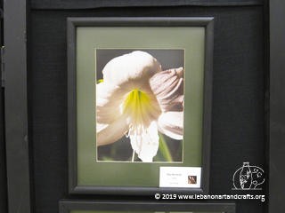 Rae Richards took this photo of an Easter lily